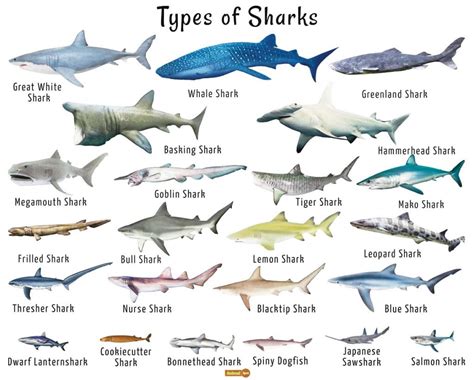鯊魚品種鯊魚種類